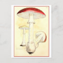 Search for red mushrooms postcards Toadstool