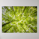 Search for beautiful forest posters Landscape
