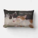 Search for true cat Cute