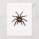Search for leg postcards Arachnid