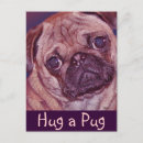 Search for pug kid postcards Pugs