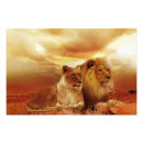 Search for lion and lioness posters Brown
