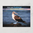 Search for gannet postcards Animal