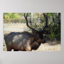 Search for bull elk posters Deer
