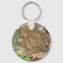 Search for common toad Nature
