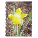 Search for daffodil photography Floral