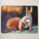 Search for red squirrel blankets Rodent