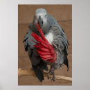 Search for grey parrot posters Wild