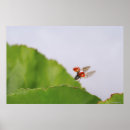 Search for flying insect posters Wildlife