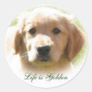 Search for sporting dog stickers Puppies