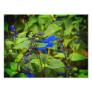 Search for salvia art Blue