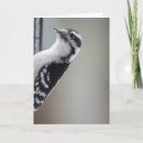 Search for white feather cards Cute