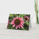 Search for coneflowers cards Nature