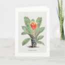 Search for lithographs cards Nature