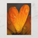 Search for flower petals postcards Heart