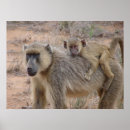 Search for baboon monkey posters Africa
