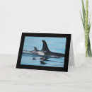 Search for orca killer whale cards Dolphin
