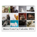 Search for maine calendars Maine coon cat