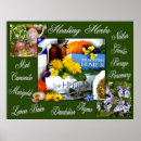 Search for medicinal herbs posters Herbalism