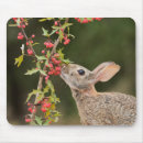 Search for cottontail mousepads Hare
