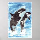 Search for killer whale posters Shark
