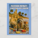 Search for funny racoon Beach