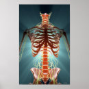 Search for skeleton posters Medical