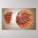 Search for female anatomy posters Medicine