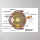 Search for human anatomy posters Eye