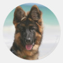 Search for long haired german shepherd stickers Headshot