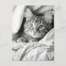 Search for tabby postcards Funny