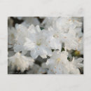 Search for white azalea Azaleas