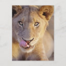 Search for male lions postcards Outdoors