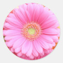 Search for gerber stickers Daisies