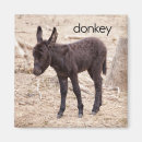 Search for donkey gifts Photography