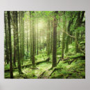 Search for ireland landscape posters Forest