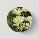 Search for tulip photos badges Nature