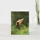 Search for ruby throated cards Birds