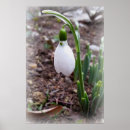 Search for snowdrop art White