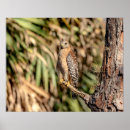Search for shoulders posters Wildlife