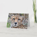 Search for cheetah cat cards Nature