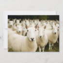 Search for flock of sheep postcards Field