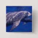 Search for bottlenose badges Bradley ireland