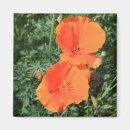 Search for poppies magnets Blooming