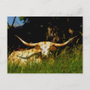 Search for longhorn postcards Cattle