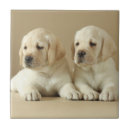 Search for labrador puppy tiles Animal