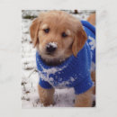 Search for golden retriever puppies postcards Patriotic