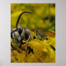 Search for the wasp posters Wasps