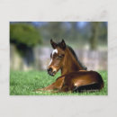 Search for thoroughbred postcards Horse