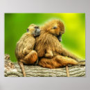 Search for guineas posters Two